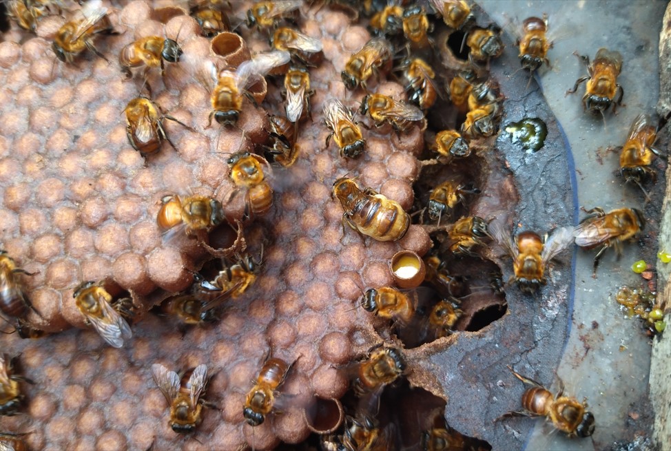 Abejas nativas meliponas estudiadas (Erereu) en meliponario de Tumupasa