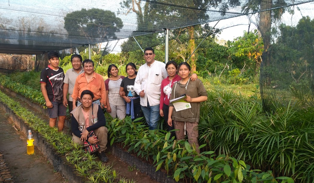 Plantines producidos en Estación Experimental de Sapecho 